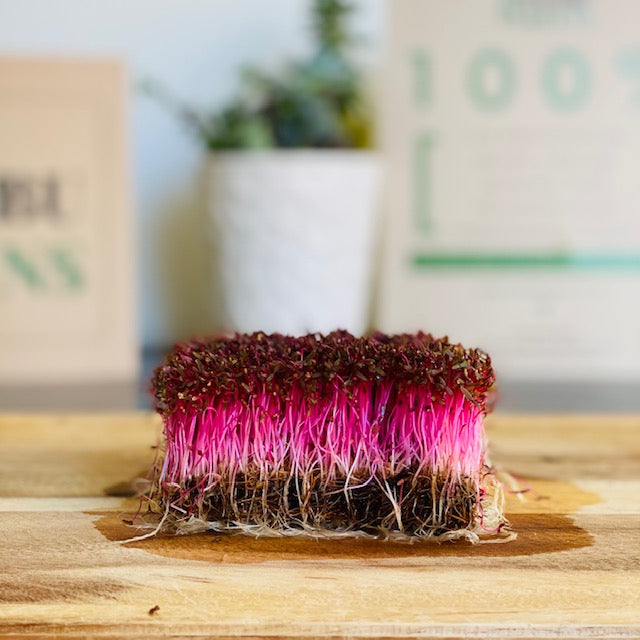 Red Amaranth Microgreens