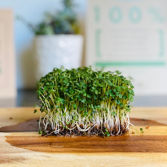 Arugula Microgreens