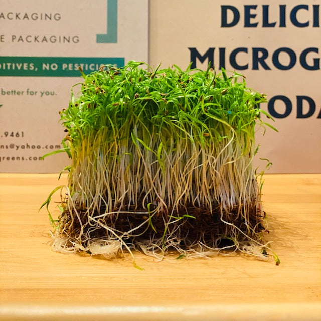 Carrot Microgreens