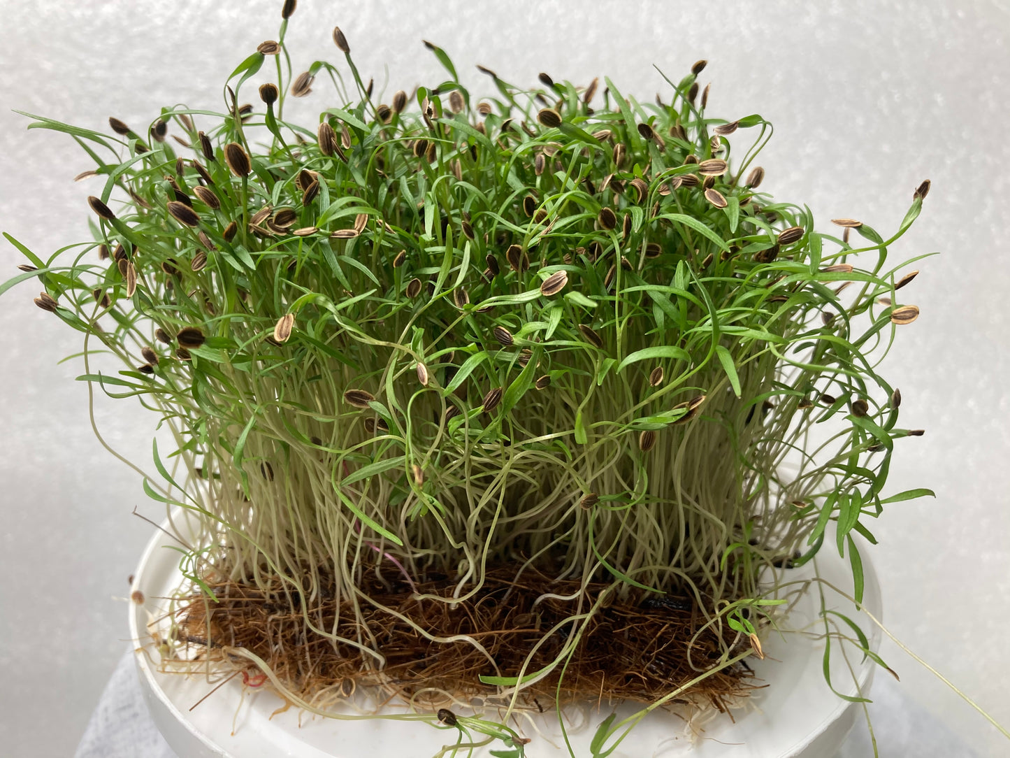 Cilantro Microgreens