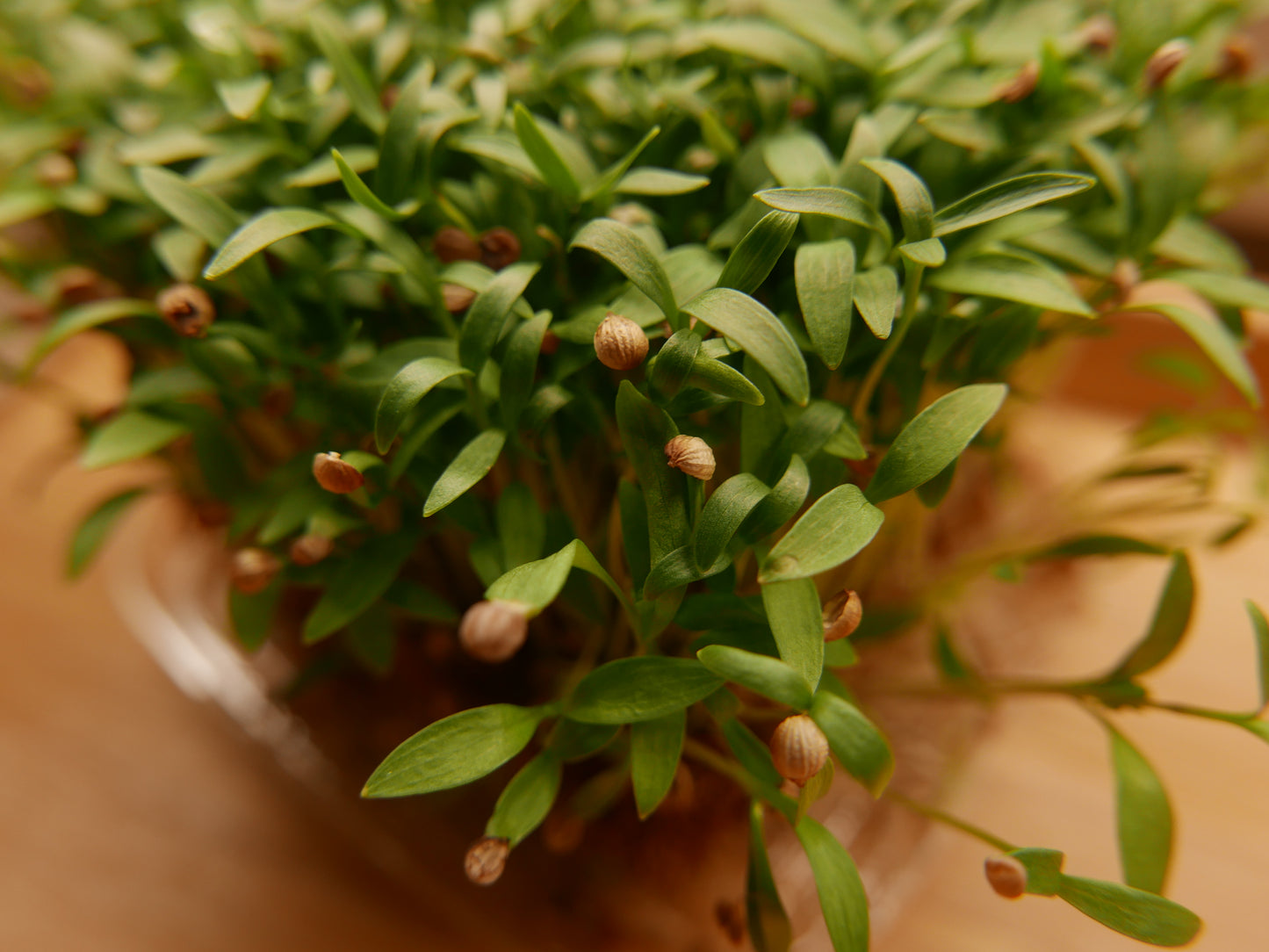 Cilantro Microgreens