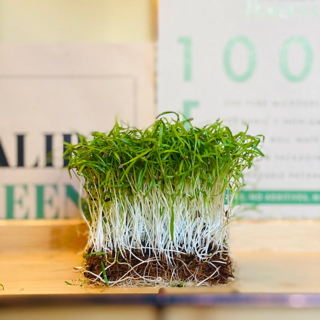 Fennel Microgreens