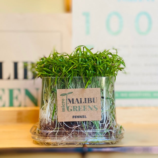 Fennel Microgreens