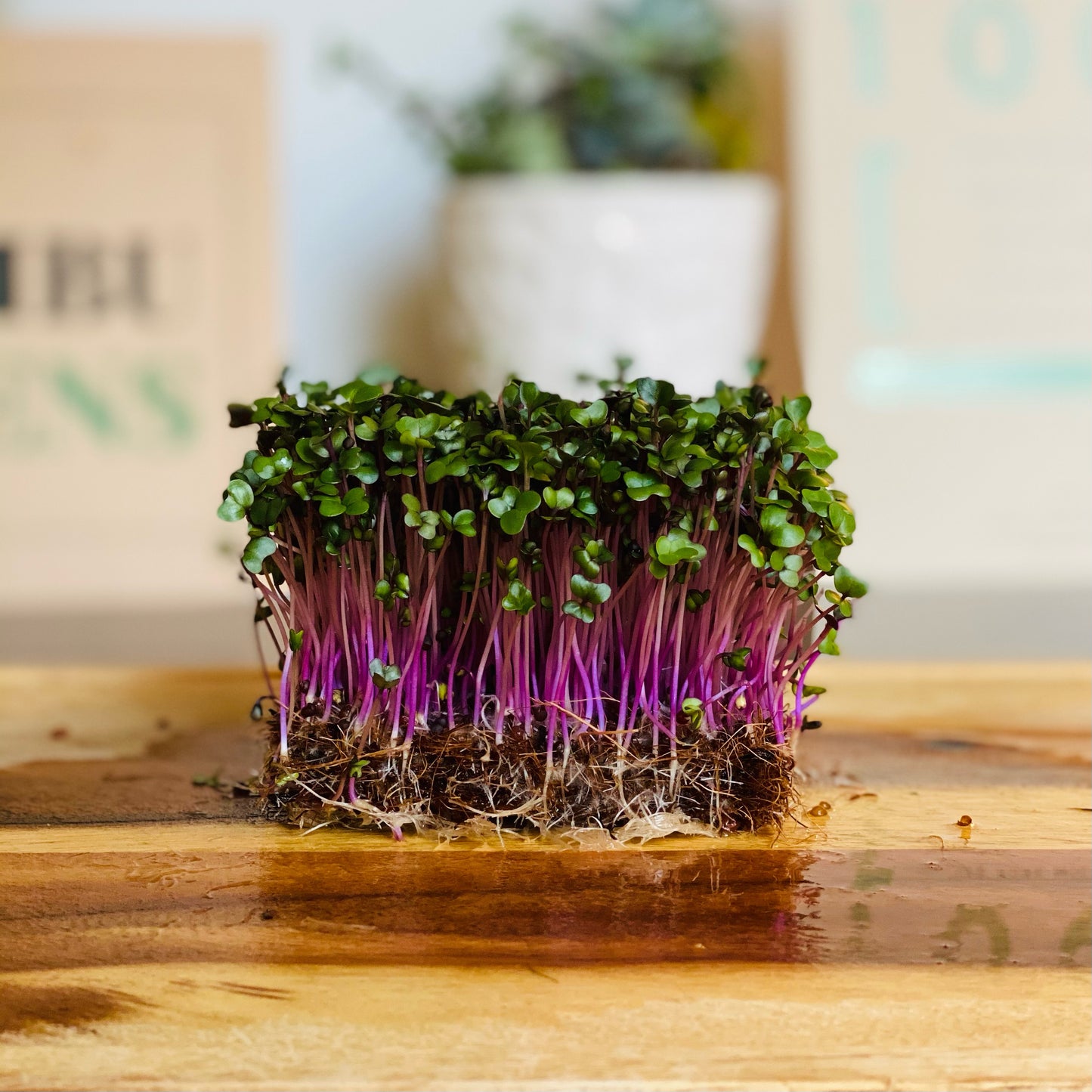 Kohlrabi Microgreens