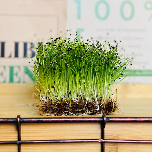 Onion Microgreens