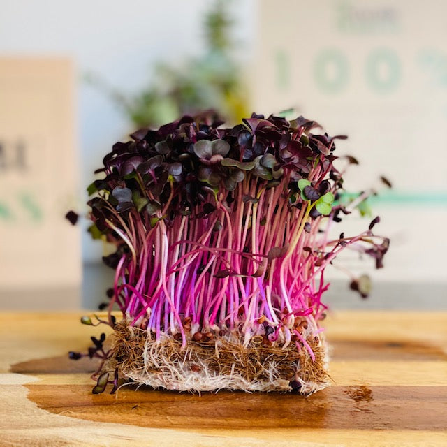 Red Rambo Radish Microgreens