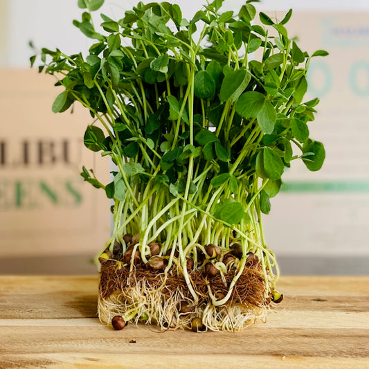 Speckled Pea Microgreens