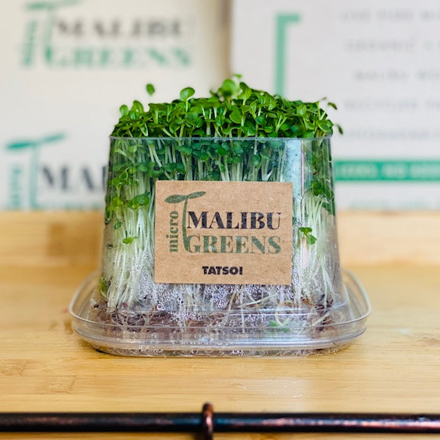 Tatsoi Microgreens