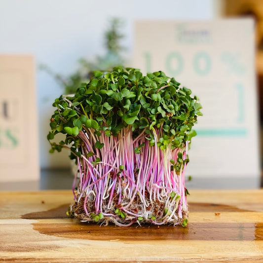 Triton (Purple Stem) Radish Microgreens